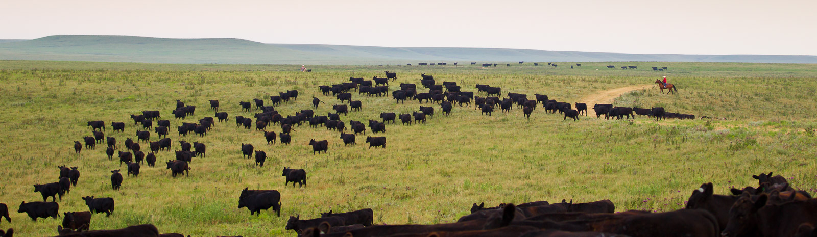 Cowboy on horseback herding cattle in Flint Hills, Kansas